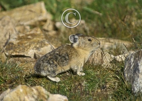 North American Pika DM0302